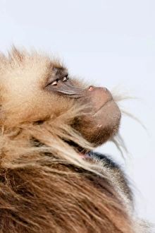 Gelada, Gelada Baboon (Theropithecus gelada), Ethiopia