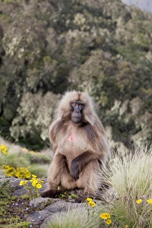 Gelada, Gelada Baboon (Theropithecus gelada), Ethiopia