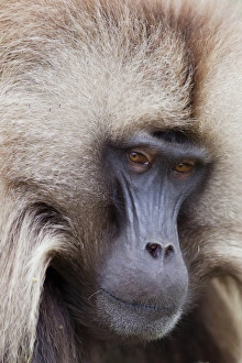 Gelada, Gelada Baboon (Theropithecus gelada), Ethiopia