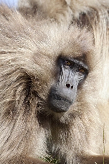 Gelada, Gelada Baboon (Theropithecus gelada), Ethiopia