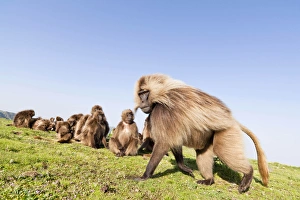 Gelada, Gelada Baboon (Theropithecus gelada), Ethiopia