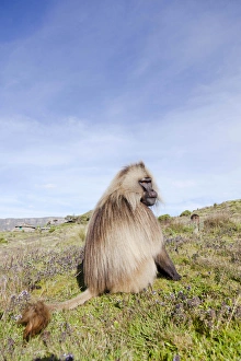 Gelada, Gelada Baboon (Theropithecus gelada), Ethiopia