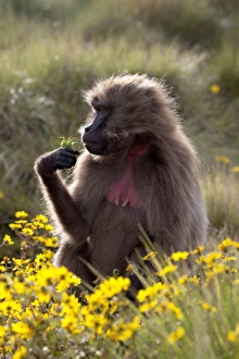 Gelada, Gelada Baboon (Theropithecus gelada), Ethiopia