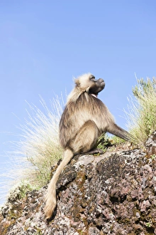 Gelada, Gelada Baboon (Theropithecus gelada), Ethiopia