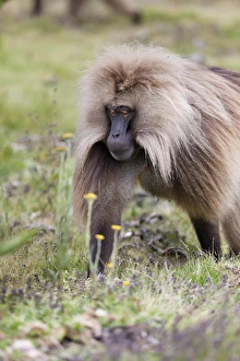 Images Dated 4th October 2010: Gelada, Gelada Baboon (Theropithecus gelada), Ethiopia
