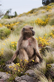Gelada, Gelada Baboon (Theropithecus gelada), Ethiopia