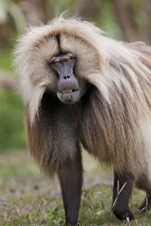 Gelada, Gelada Baboon (Theropithecus gelada), Ethiopia
