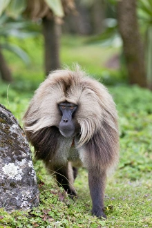 Gelada, Gelada Baboon (Theropithecus gelada), Ethiopia