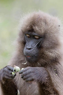 Images Dated 4th October 2010: Gelada, Gelada Baboon (Theropithecus gelada), Ethiopia