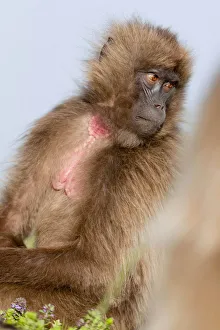 Gelada, Gelada Baboon (Theropithecus gelada), Ethiopia