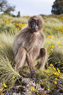 Images Dated 1st October 2010: Gelada, Gelada Baboon (Theropithecus gelada), Ethiopia