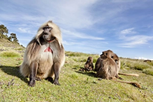 Gelada, Gelada Baboon (Theropithecus gelada), Ethiopia