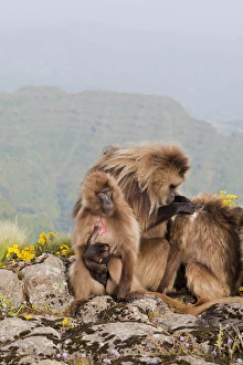 Gelada, Gelada Baboon (Theropithecus gelada), Ethiopia