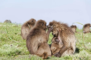 Gelada, Gelada Baboon (Theropithecus gelada), Ethiopia