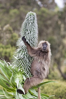 Gelada, Gelada Baboon (Theropithecus gelada), Ethiopia