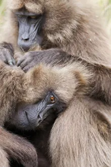 Gelada, Gelada Baboon (Theropithecus gelada), Ethiopia