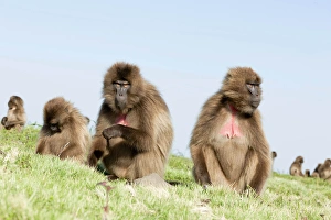 Gelada, Gelada Baboon (Theropithecus gelada), Ethiopia