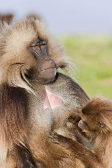 Gelada, Gelada Baboon (Theropithecus gelada), Ethiopia