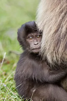 Gelada, Gelada Baboon (Theropithecus gelada), Ethiopia