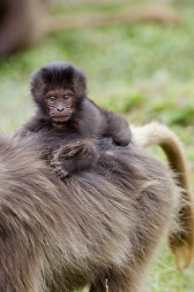 Gelada, Gelada Baboon (Theropithecus gelada), Ethiopia
