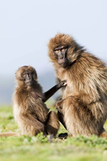 Gelada, Gelada Baboon (Theropithecus gelada), Ethiopia