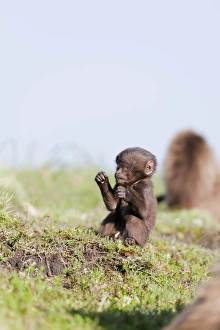 Gelada, Gelada Baboon (Theropithecus gelada), Ethiopia