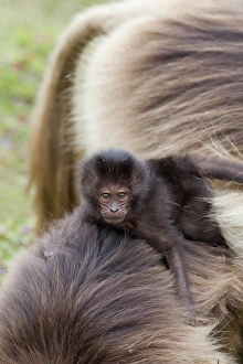 Gelada, Gelada Baboon (Theropithecus gelada), Ethiopia
