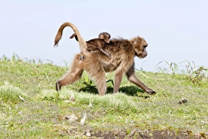Gelada, Gelada Baboon (Theropithecus gelada), Ethiopia