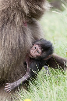 Gelada, Gelada Baboon (Theropithecus gelada), Ethiopia