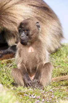Gelada, Gelada Baboon (Theropithecus gelada), Ethiopia