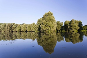 Images Dated 11th August 2010: The Gemenc Forest in the Danube-Drava National Park, Hungary