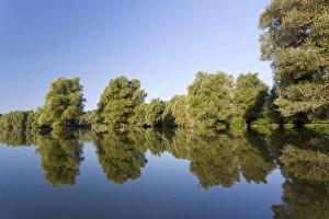 Baja Prints: The Gemenc Forest in the Danube-Drava National Park, Hungary
