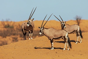 Cautious Prints: Gemsbok bulls diligently watching a water hole for possible predators hiding nearby in the dry Kalahari Desert