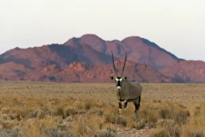 Images Dated 10th September 2018: Gemsbok (Oryx Gazella) in southern Namib Desert, Sesriem. Hardap Region, Namibia