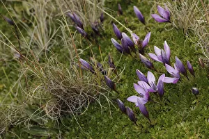 High Elevation Prints: Gentian flowers, Antisana National Park, Ecuador