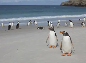 England Prints: Gentoo and Magellanic penguins loaf on the beach at New Island in the Falklands