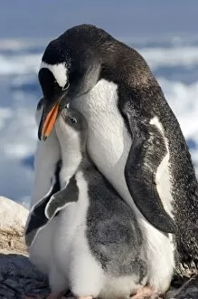 Images Dated 27th January 2005: Gentoo parent and chicks