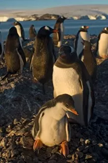 Images Dated 24th January 2007: gentoo penguin