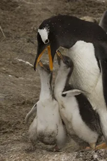 Images Dated 5th December 2007: Gentoo Penguin