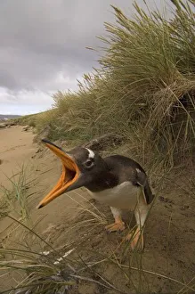 Images Dated 19th January 2007: gentoo penguin