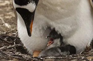 Images Dated 16th November 2007: Gentoo Penguin