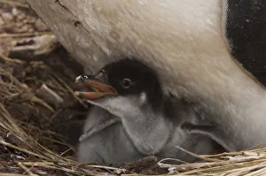 Images Dated 19th November 2007: Gentoo Penguin