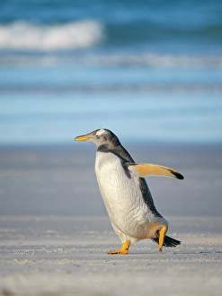 Prints of Gentoo Penguin on beach. South America, Falkland Islands, Saunders Island Images Dated 2024 November: Gentoo Penguin on beach. South America, Falkland Islands, Saunders Island