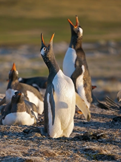 Prints of Gentoo Penguin calling. South America, Falkland Islands, Saunders Island Images Dated 2024 November: Gentoo Penguin calling. South America, Falkland Islands, Saunders Island