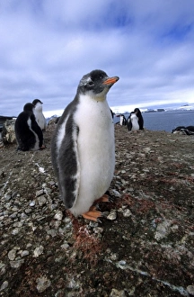 South Pole Prints: Gentoo penguin chick Antarctica
