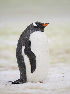 Seabird Prints: Gentoo penguin. Climate change resulting in more wet precipitation