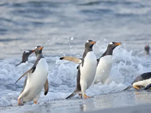 Spheniscidae Prints: Gentoo penguin close to the sea on a beach in the Falkland Islands in January