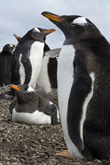 Prints of Gentoo penguin colony, Pygoscelis papua Images Dated 2016 December: Gentoo penguin colony, Pygoscelis papua
