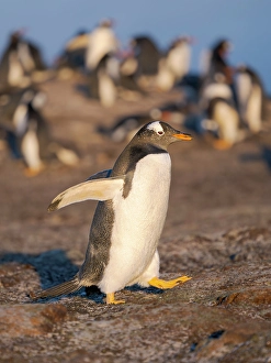 Prints of Gentoo Penguin in front of colony. South America, Falkland Islands, Saunders Island Images Dated 2024 November: Gentoo Penguin in front of colony. South America, Falkland Islands, Saunders Island
