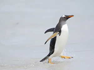 Spheniscidae Prints: Gentoo penguin coming ashore on a sandy beach in the Falkland Islands in January